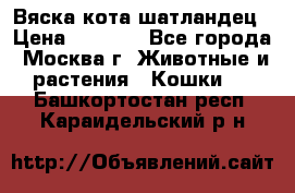 Вяска кота шатландец › Цена ­ 1 000 - Все города, Москва г. Животные и растения » Кошки   . Башкортостан респ.,Караидельский р-н